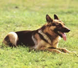 Adestramento de cães em Jaboticabal