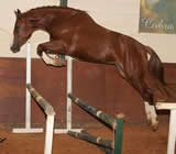 Haras e Hípicas em Jaboticabal